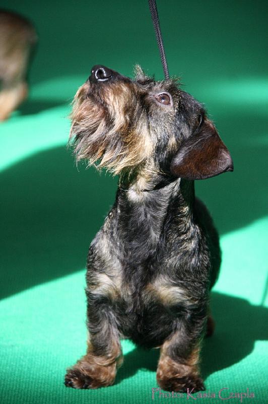 Crufts2011_2 799.jpg